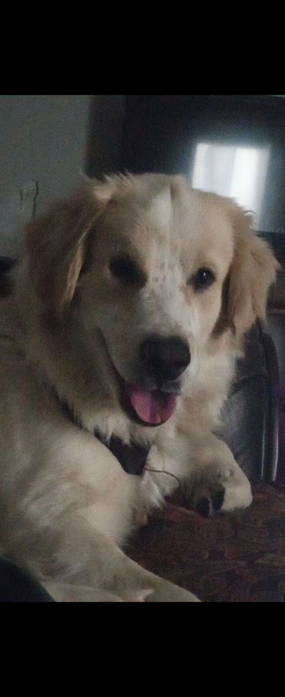 Jadelynn's Canine Care - pet boarding facility in Wichita, KS