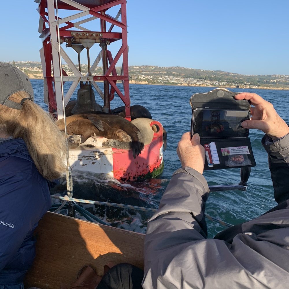 Sea Lions