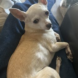 Billingsley Veterinary Hospital - Little Buddy