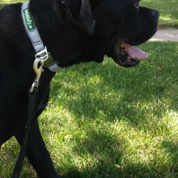 Simpawtico - Sciascia rockin' his new collar! - Pet Stores Near Me - Denver, Colorado