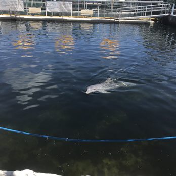 Island Dolphin Care - Animal Assisted Therapy Near Me - Key Largo, Florida