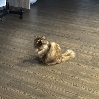 Justin Time Mobile Grooming - Pet Groomers Near Me