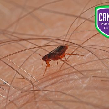 Cantu Pest & Termite - Pest Control Near Me - Cypress, Texas Cantu Pest & Termite - Pest Control Near Me - Cypress, Texas