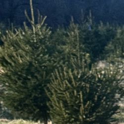 Meert Tree Farm - Trees that show the healthy base, and the stalk extending up from there.
