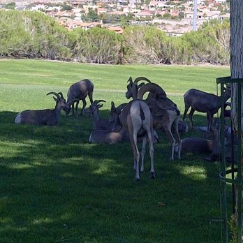 Hemenway Valley Park - Found this park with big horn sheep on our trip from Vegas to Hoover dam back in July 2012 - Recreation Centers Near Me - Boulder City, Nevada Hemenway Valley Park - Found this park with big horn sheep on our trip from Vegas to Hoover dam back in July 2012 - Recreation Centers Near Me - Boulder City, Nevada