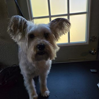 Sandy Paws Grooming - Pet Groomers Near Me Sandy Paws Grooming - Pet Groomers Near Me