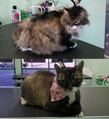 Cat Grooming Services - We also specialize in pet grooming services for cats, call us at (562) 273-5044 for availability and appointment scheduling. Thank you for your business. Cat Grooming Services - We also specialize in pet grooming services for cats, call us at (562) 273-5044 for availability and appointment scheduling. Thank you for your business.