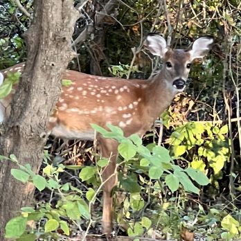 South Park - Beautiful fawn in South Park - Parks Near Me - Pittsburgh, Pennsylvania