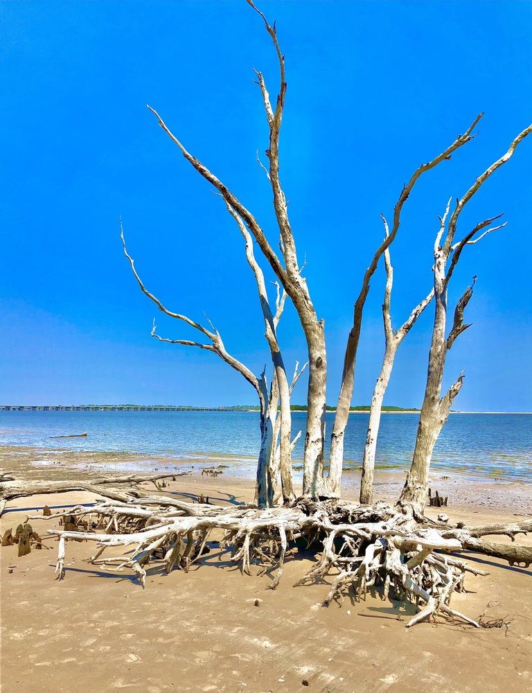 Big Talbot Island State Park Logo