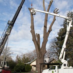 A&E Arborists Tree Care