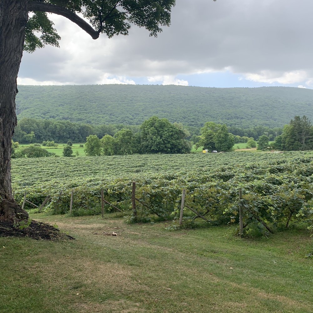 Roots Cafe - Vineyards view - New American Near Me - Naples, New York Roots Cafe - Vineyards view - New American Near Me - Naples, New York