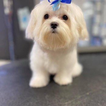A Glawmorous Pet Pawlor - Pet Groomers Near Me - chesapeake, Virginia A Glawmorous Pet Pawlor - Pet Groomers Near Me - chesapeake, Virginia
