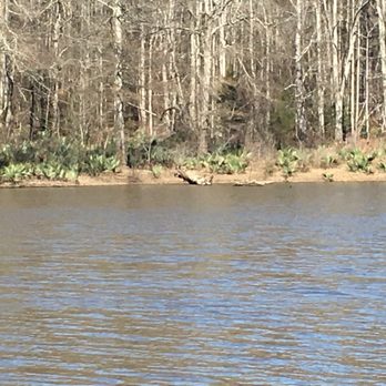 Forkland Campground - Egrets, eagles, turtles and good fishing along and on the lake. - Campgrounds Near Me - Forkland, Alabama