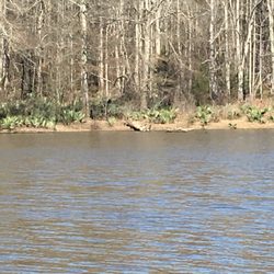 Forkland Campground - Egrets, eagles, turtles and good fishing along and on the lake.