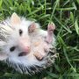 Prickle Farms Hedgehog’s