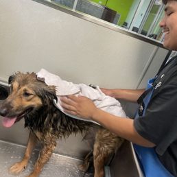Loki getting bathed by us at the self bathing area! Loki getting bathed by us at the self bathing area!
