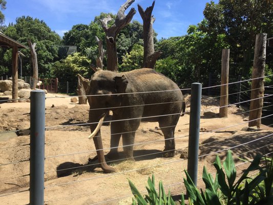 Melbourne Zoo by null