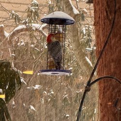 Wild Birds Unlimited - Cylinder holder bought there.