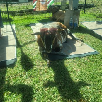 Maui Goat Yoga - Animal Assisted Therapy Near Me - Kula, Hawaii Maui Goat Yoga - Animal Assisted Therapy Near Me - Kula, Hawaii