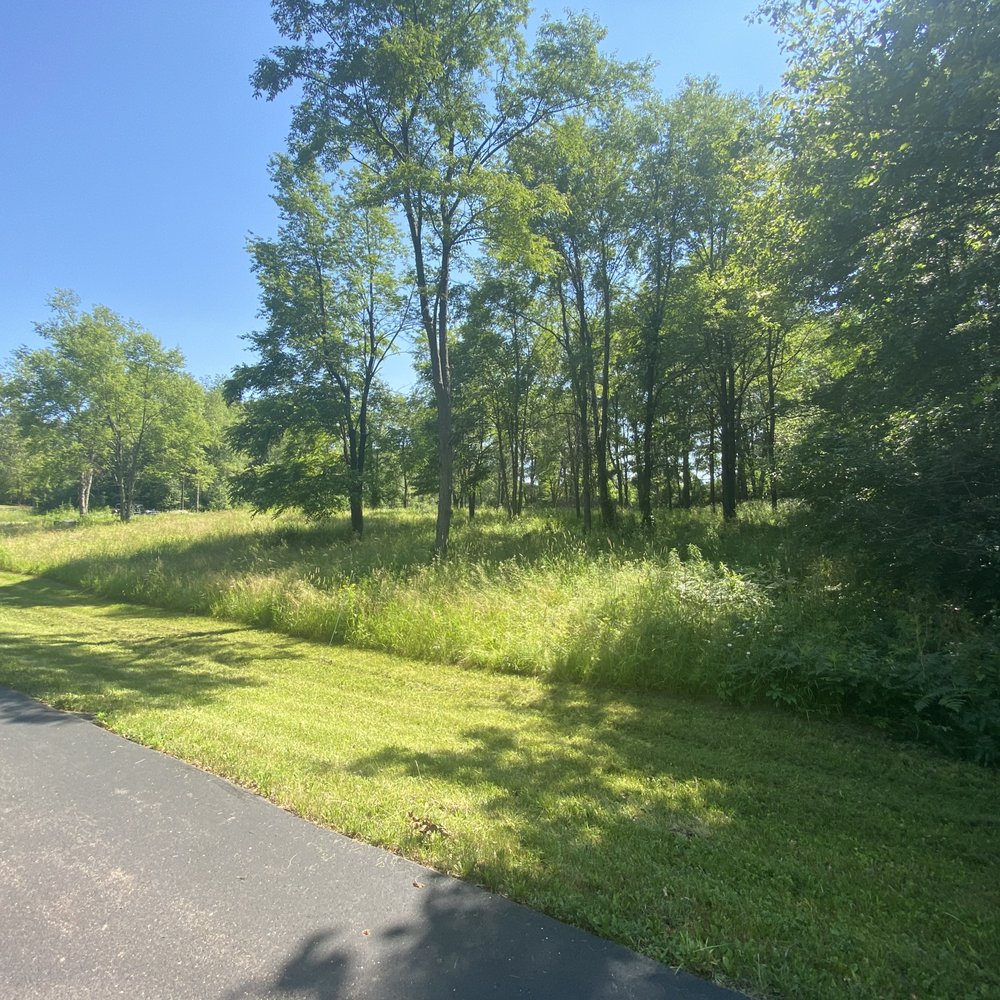 SHR Tree - Before - Tree Services Near Me SHR Tree - Before - Tree Services Near Me