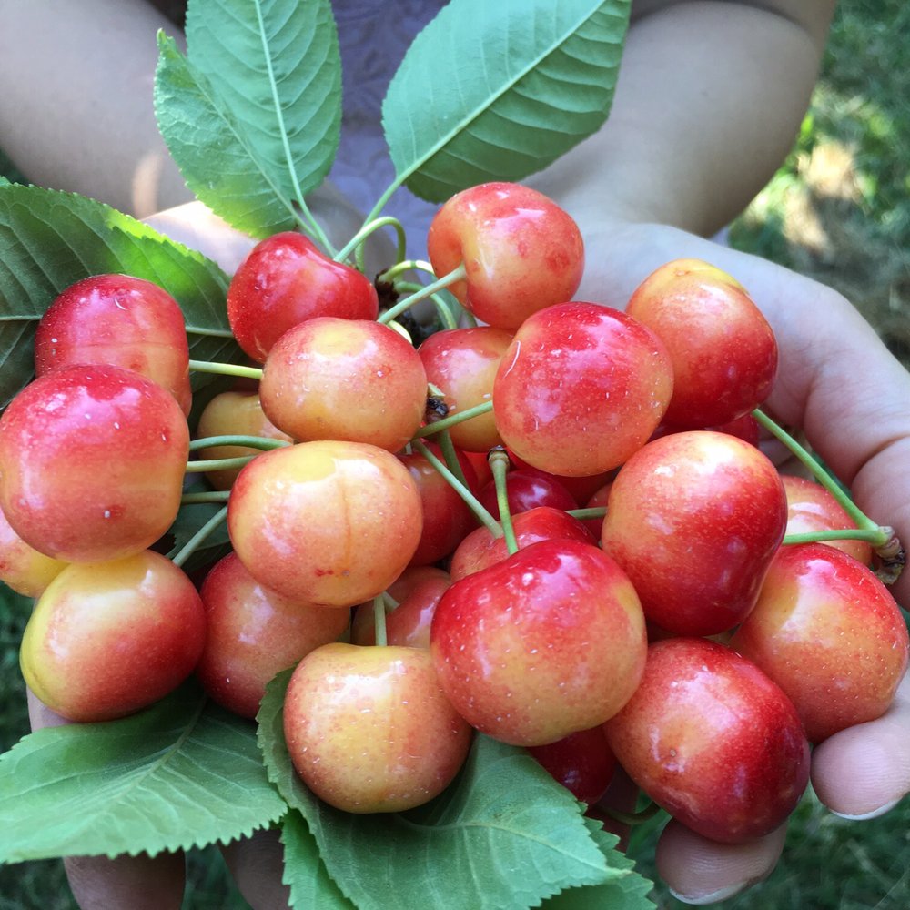 Cherry Avenue Farms - Farmers Market Near Me - Lincoln, Ontario Cherry Avenue Farms - Farmers Market Near Me - Lincoln, Ontario