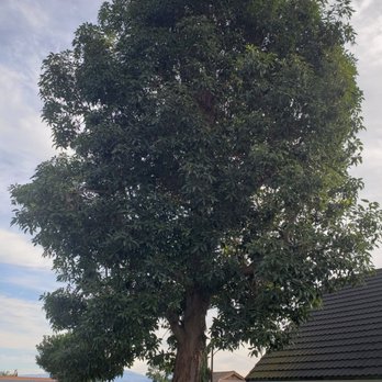 Poly Timber Tree Service - Tree Services Near Me - Pico Rivera, California Poly Timber Tree Service - Tree Services Near Me - Pico Rivera, California