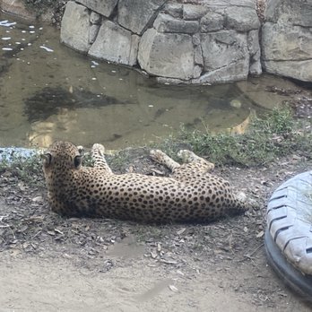 Dallas Zoo - Zoos Near Me - Dallas, Texas Dallas Zoo - Zoos Near Me - Dallas, Texas