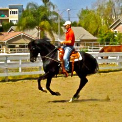 Rue Training Services - Andalusian Stallion