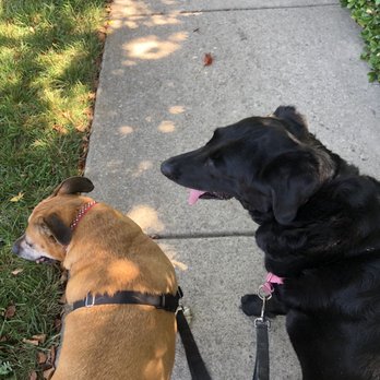 Peak City Pupppy - Nahila and Marlee LOVING their walks with Kelly's Kritters! - Pet Sitting Near Me - Wake Forest, North Carolina Peak City Pupppy - Nahila and Marlee LOVING their walks with Kelly's Kritters! - Pet Sitting Near Me - Wake Forest, North Carolina