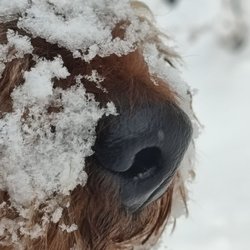 Hundeauslaufgebiet