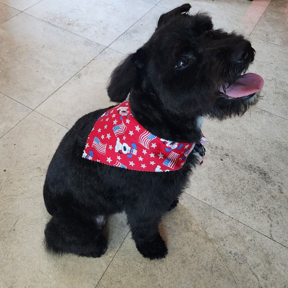 The Fur Gala - Pet Groomers Near Me - La Mesa, California The Fur Gala - Pet Groomers Near Me - La Mesa, California
