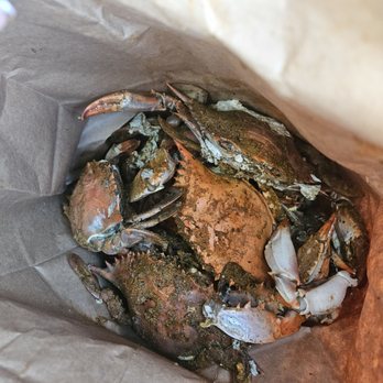 Seaside Seafood - crabs was delicious! Large females. - Seafood Near Me - Glen Burnie, Maryland Seaside Seafood - crabs was delicious! Large females. - Seafood Near Me - Glen Burnie, Maryland