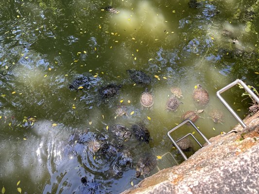 Kowloon Park by null