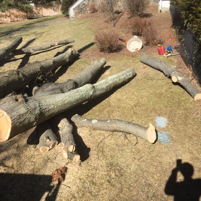 WOODPECKER TREE SERVICE - Updated January 2025 - 105 Photos & 29