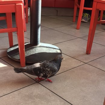 Chowders - The birds were enjoying the delicious sourdough bread. - Seafood Near Me - San Francisco, California