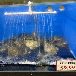 Live Frog