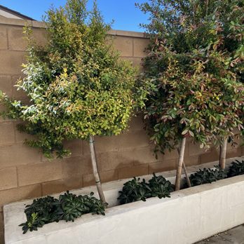 Perez Lawn Care - Before - Landscaping Near Me
