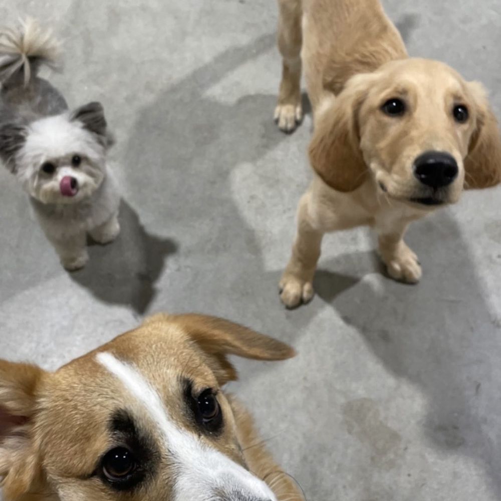 Dogdrop - Pet Sitting Near Me - Los Angeles, California Dogdrop - Pet Sitting Near Me - Los Angeles, California