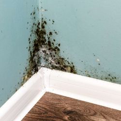 24Restore - 24brestore informed me causing mold to grow