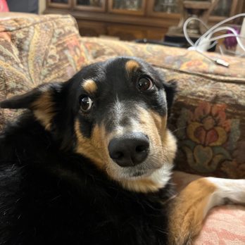 Texas Roadhouse - My dog when I bring Texas Roadhouse left overs - Steakhouses Near Me - Matthews, North Carolina Texas Roadhouse - My dog when I bring Texas Roadhouse left overs - Steakhouses Near Me - Matthews, North Carolina