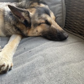 Digg Pet Resort - Time for a good nap minutes after getting home. - Pet Boarding Near Me - Prosper, Texas Digg Pet Resort - Time for a good nap minutes after getting home. - Pet Boarding Near Me - Prosper, Texas