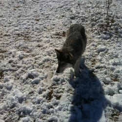 Bowmont Park - This is just one of the dogs you will see here, although it is more accurate to call it a wolf (and this one is a puppy)