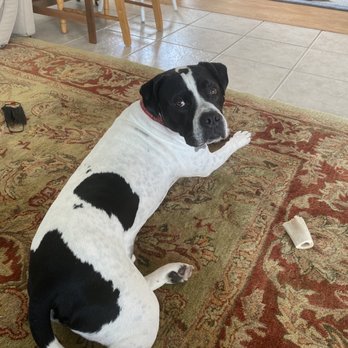 Miss Kate's Bed & Biscuit - Badger - Pet Sitting Near Me - Oxford, Florida