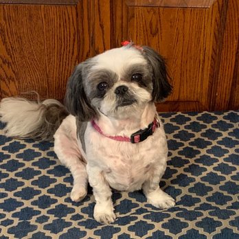 Waggs & Whiskers - This is our sweet Bella - Pet Groomers Near Me - El Sobrante, California Waggs & Whiskers - This is our sweet Bella - Pet Groomers Near Me - El Sobrante, California