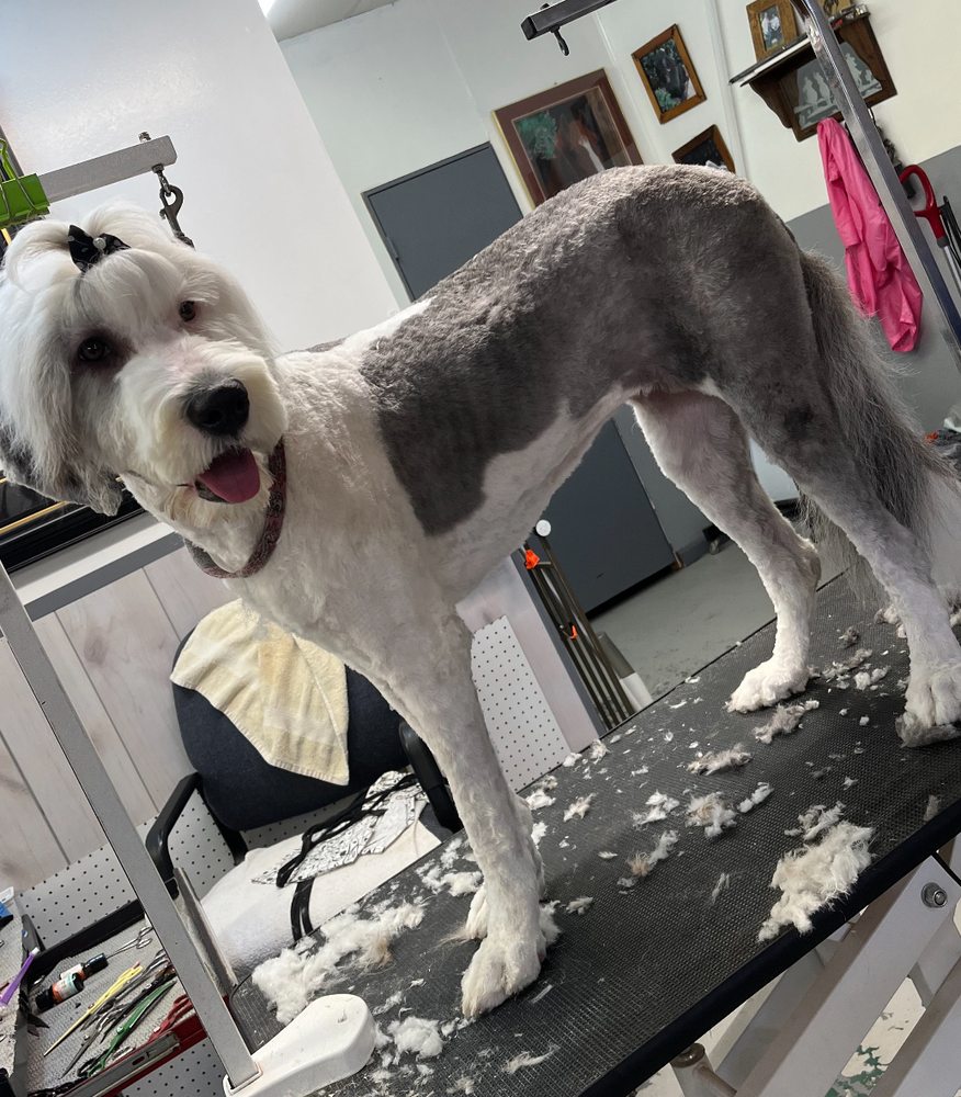 Amber's Pet Parlor Image