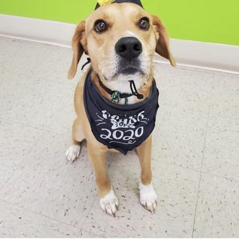 Premier Dog Training - Pet Training Near Me - Jessup, Maryland