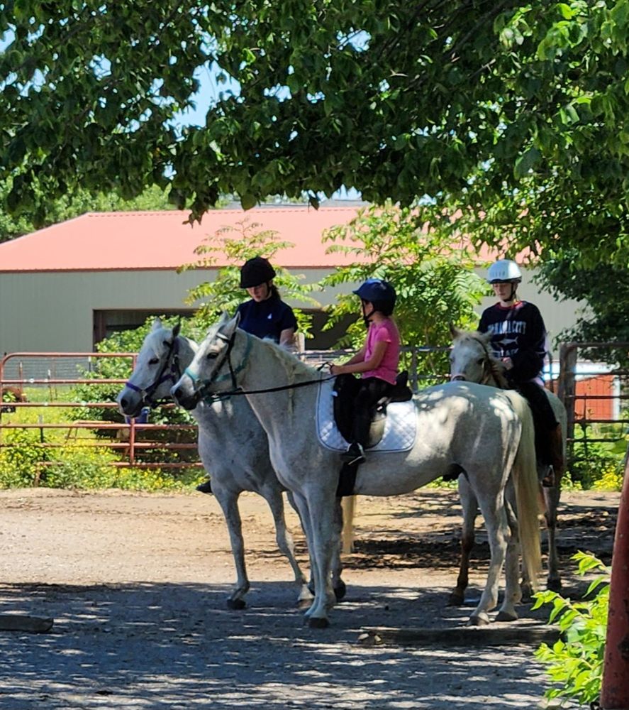 Echo Valley Arabians - equestrian in Gravette, AR