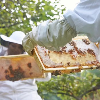 The Best Bees Company - Backyard beekeepers inspecting frames of honey - Local Services Near Me - Boston, Massachusetts The Best Bees Company - Backyard beekeepers inspecting frames of honey - Local Services Near Me - Boston, Massachusetts