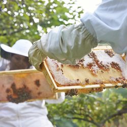 The Best Bees Company - Backyard beekeepers inspecting frames of honey