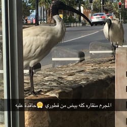 Surfers Beach Cafe Pizerria and Bar - Ibis bird "the thief "